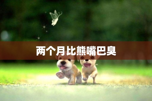 兩個月比熊嘴巴臭