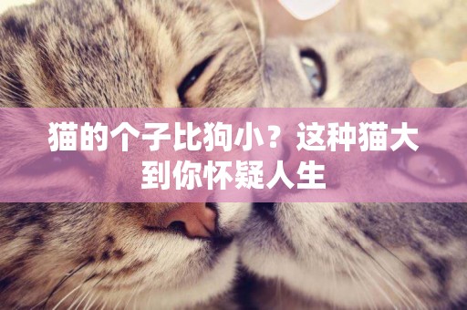 貓的個子比狗小？這種貓大到你懷疑人生