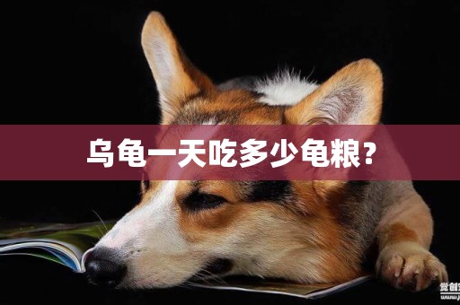烏龜一天吃多少龜糧？