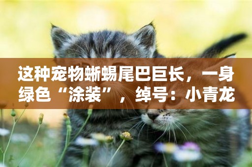 這種寵物蜥蜴尾巴巨長，一身綠色“涂裝”，綽號：小青龍