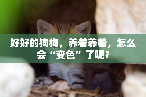 好好的狗狗，養著養著，怎么會“變色”了呢？