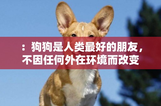 ：狗狗是人類最好的朋友，不因任何外在環境而改變