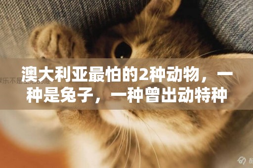 澳大利亞最怕的2種動物，一種是兔子，一種曾出動特種部隊消滅