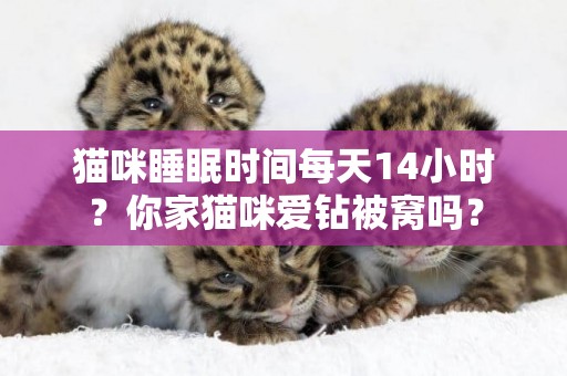 貓咪睡眠時間每天14小時？你家貓咪愛鉆被窩嗎？