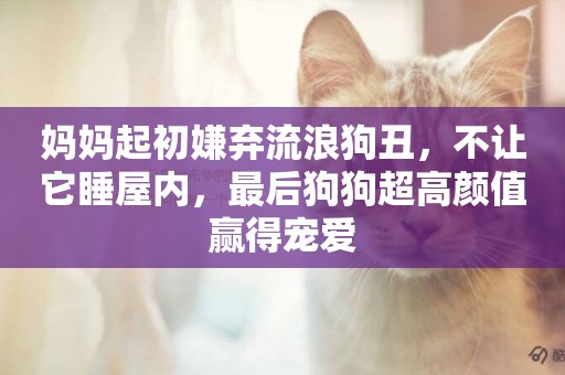 媽媽起初嫌棄流浪狗丑，不讓它睡屋內，最后狗狗超高顏值贏得寵愛