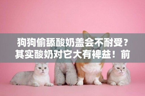 狗狗偷舔酸奶蓋會不耐受？其實酸奶對它大有裨益！前提要選對酸奶