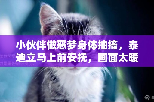 小伙伴做惡夢身體抽搐，泰迪立馬上前安撫，畫面太暖心
