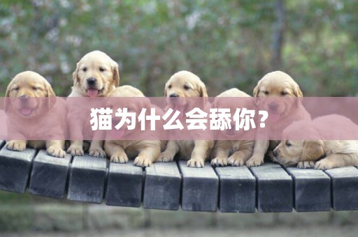 貓為什么會舔你？