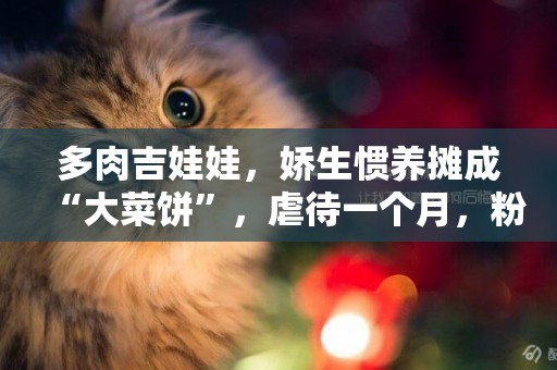 多肉吉娃娃，嬌生慣養攤成“大菜餅”，虐待一個月，粉嫩嫩美回來