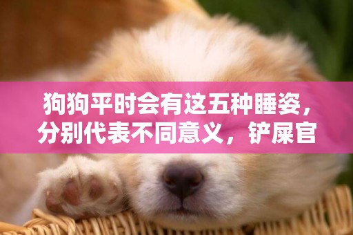狗狗平時會有這五種睡姿，分別代表不同意義，鏟屎官可以了解一下