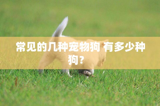 常見的幾種寵物狗 有多少種狗？ 