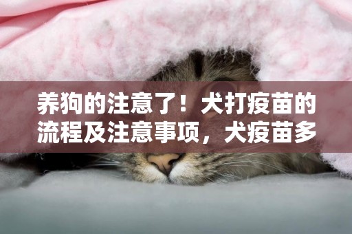 養狗的注意了！犬打疫苗的流程及注意事項，犬疫苗多長時間打一次