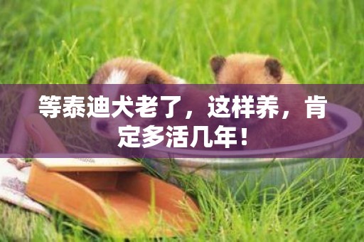 等泰迪犬老了，這樣養，肯定多活幾年！