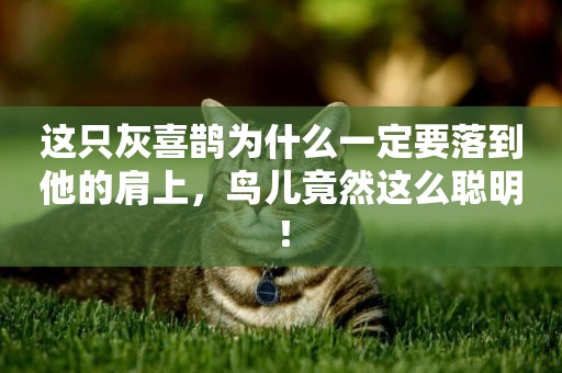 這只灰喜鵲為什么一定要落到他的肩上，鳥兒竟然這么聰明！
