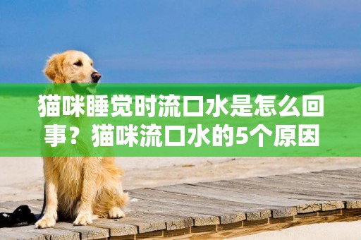 貓咪睡覺時流口水是怎么回事？貓咪流口水的5個原因！