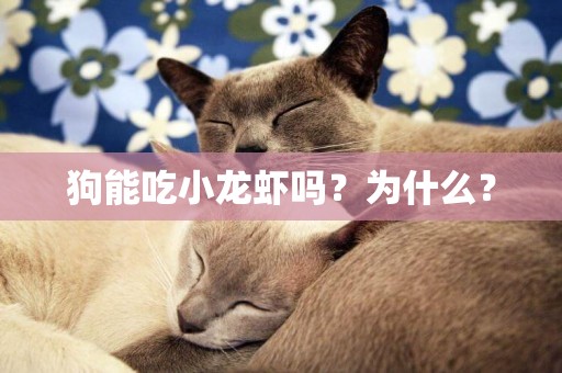 狗能吃小龍蝦嗎？為什么？