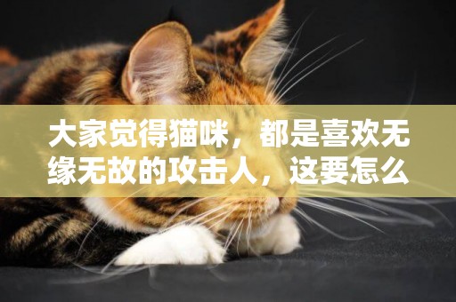 大家覺得貓咪，都是喜歡無緣無故的攻擊人，這要怎么解釋呢