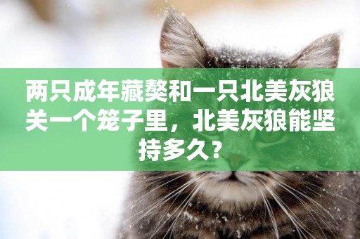 兩只成年藏獒和一只北美灰狼關一個籠子里，北美灰狼能堅持多久？