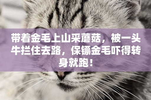 帶著金毛上山采蘑菇，被一頭牛攔住去路，保鏢金毛嚇得轉身就跑！