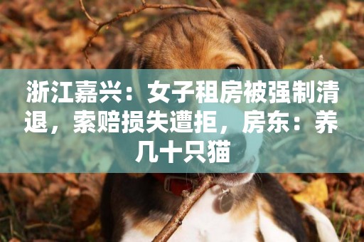 浙江嘉興：女子租房被強制清退，索賠損失遭拒，房東：養幾十只貓