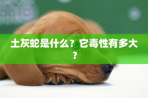 土灰蛇是什么？它毒性有多大？