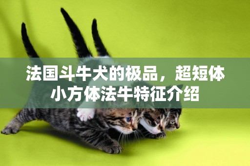 法國斗牛犬的極品，超短體小方體法牛特征介紹