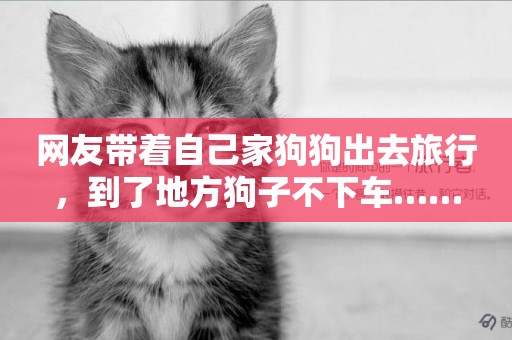 網友帶著自己家狗狗出去旅行，到了地方狗子不下車……