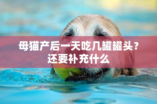 母貓產后一天吃幾罐罐頭？還要補充什么