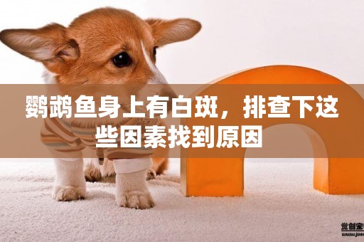 鸚鵡魚身上有白斑，排查下這些因素找到原因 