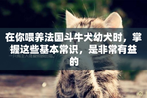 在你喂養法國斗牛犬幼犬時，掌握這些基本常識，是非常有益的