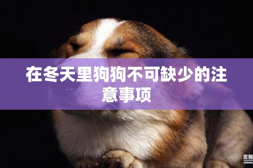 在冬天里狗狗不可缺少的注意事項