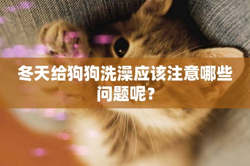 冬天給狗狗洗澡應該注意哪些問題呢？