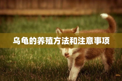 烏龜的養殖方法和注意事項