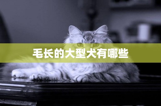 毛長的大型犬有哪些
