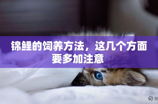 錦鯉的飼養方法，這幾個方面要多加注意 