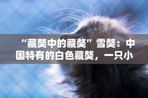 “藏獒中的藏獒”雪獒：中國特有的白色藏獒，一只小雪獒可賣十萬
