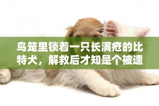 鳥籠里鎖著一只長滿瘡的比特犬，解救后才知是個被遺棄的繁殖工具