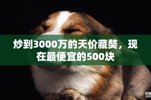 炒到3000萬的天價藏獒，現在最便宜的500塊