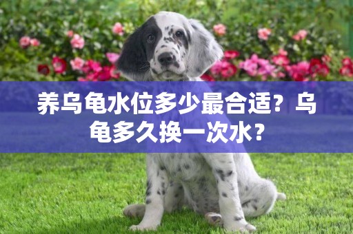 養烏龜水位多少最合適？烏龜多久換一次水？