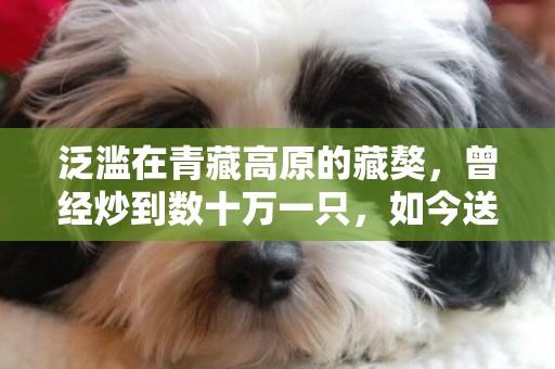 泛濫在青藏高原的藏獒，曾經炒到數十萬一只，如今送人都沒人要