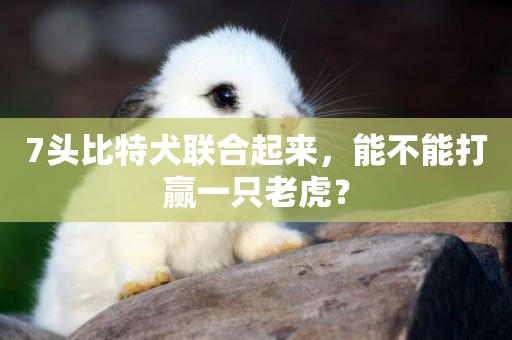7頭比特犬聯合起來，能不能打贏一只老虎？