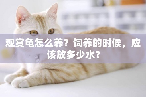 觀賞龜怎么養？飼養的時候，應該放多少水？