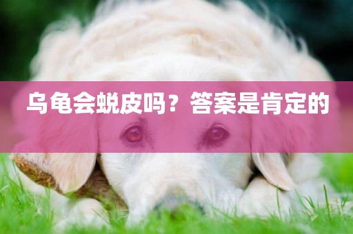 烏龜會蛻皮嗎？答案是肯定的 
