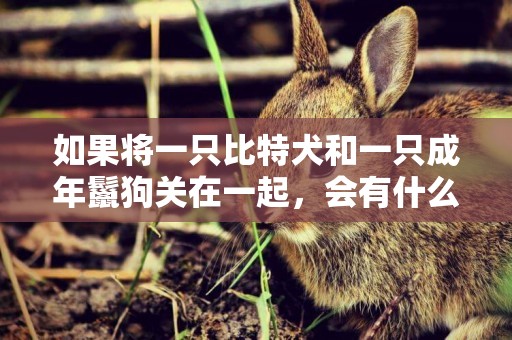 如果將一只比特犬和一只成年鬣狗關在一起，會有什么樣的結果？
