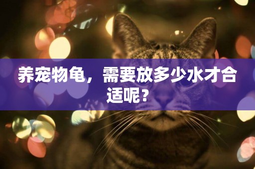 養寵物龜，需要放多少水才合適呢？