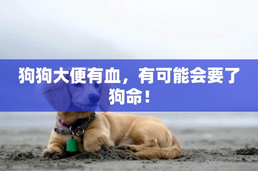 狗狗大便有血，有可能會要了狗命！