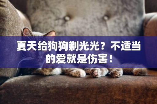 夏天給狗狗剃光光？不適當的愛就是傷害！