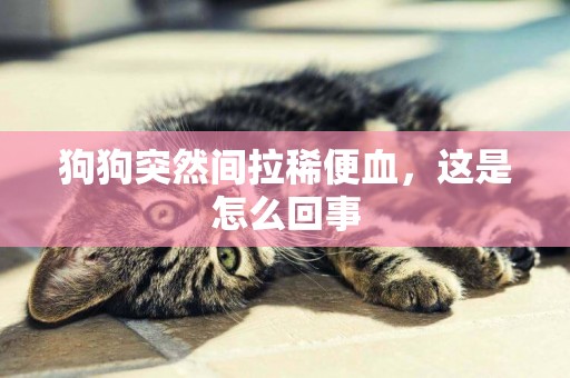狗狗突然間拉稀便血，這是怎么回事