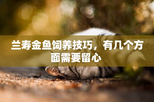 蘭壽金魚飼養技巧，有幾個方面需要留心 
