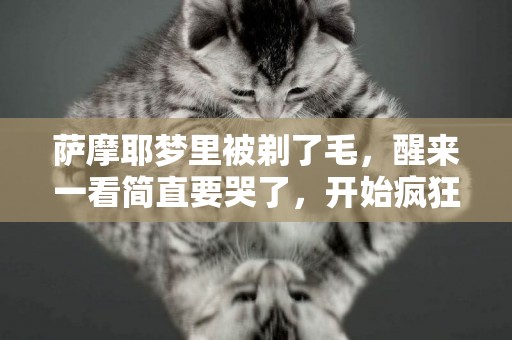 薩摩耶夢里被剃了毛，醒來一看簡直要哭了，開始瘋狂報復主人